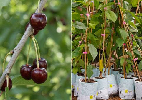 выращивание вишни в подмосковье в открытом грунте