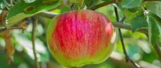 Выращивание яблони Орловим