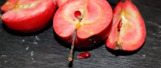 Выращивание яблони Розовый жемчуг