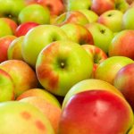 Выращивание яблони сорта Синап