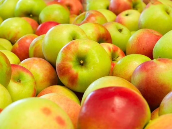 Выращивание яблони сорта Синап