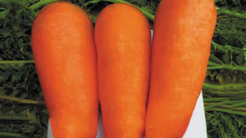 Высокоурожайный гибрид моркови Болтекс с отменным вкусом