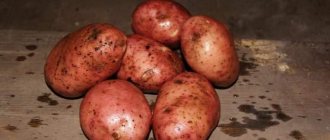'Высокоурожайный, морозоустойчивый сорт картофеля "Журавинка