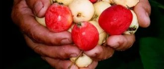 яблоки сорта ранетки