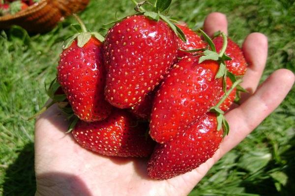 ягоды в руках