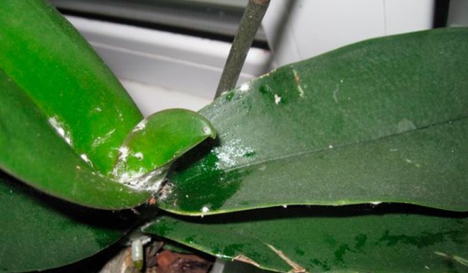 Заболевание орхидей белый налет на листьях