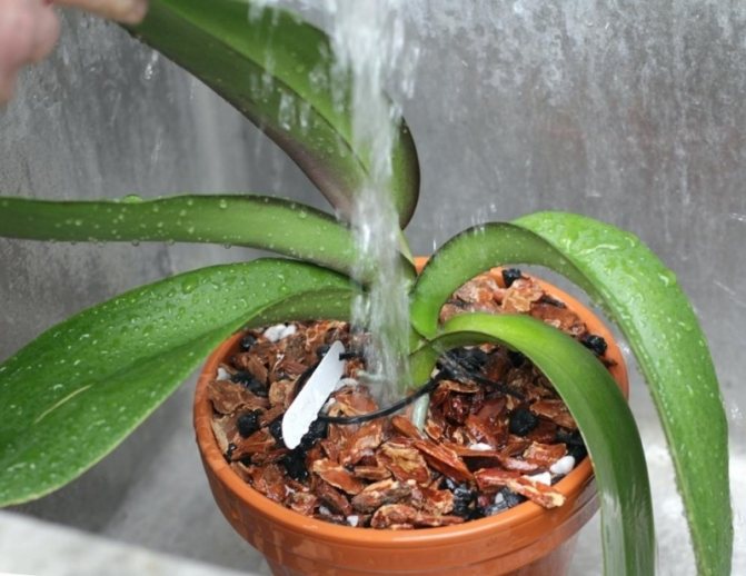 Заболевание орхидей белый налет на листьях