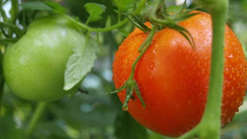 'Замечательный гибрид для выращивания в открытом грунте - сажаем томат 