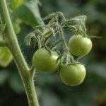 зеленые помидоры на ветке