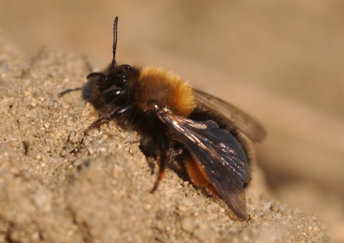 Земляная пчела