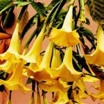 Желтые цветы бругмансии