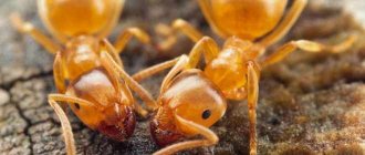 Желтый муравеи