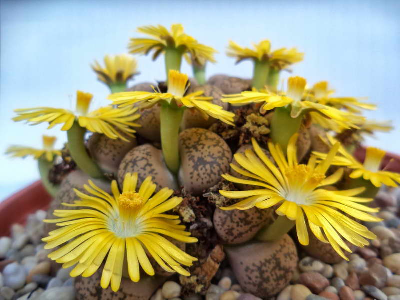 Живые камни литопсы как ухаживать за суккулентами в домашних условиях Размножение семенами Фото цветов