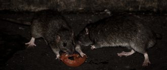 Жизнь крыс