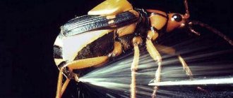 Жук-бомбардир-Особенности-образ-жизни-и-среда-обитания-насекомого-3