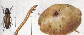 жук-щелкун и его личинка