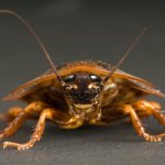 значение приметы про тараканов